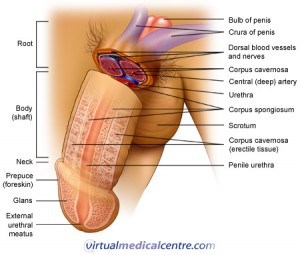 2997_penis_anatomy2b_450low