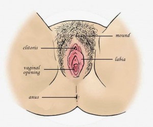 anatomy female - External Appearance