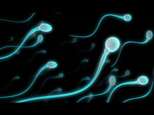 sperm-380-seithy-healthy-news