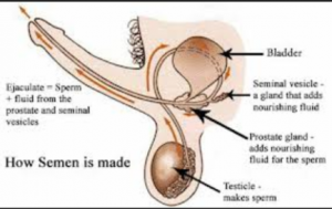 098c9-sperm2bcount3