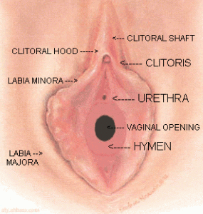 hymen_anatomy