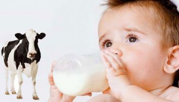 201609241057189749_give-cow-milk-to-child_secvpf